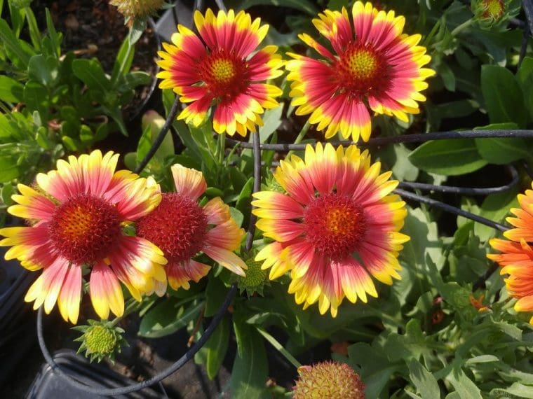 Gaillarde « Arizona Sun »