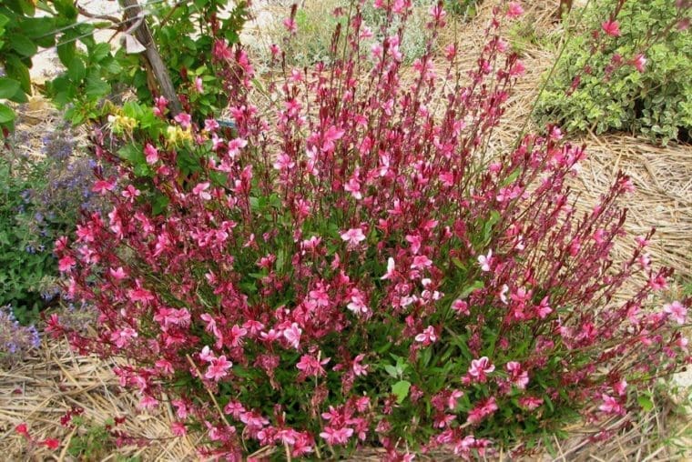 Gaura lindheimeri rouge compact