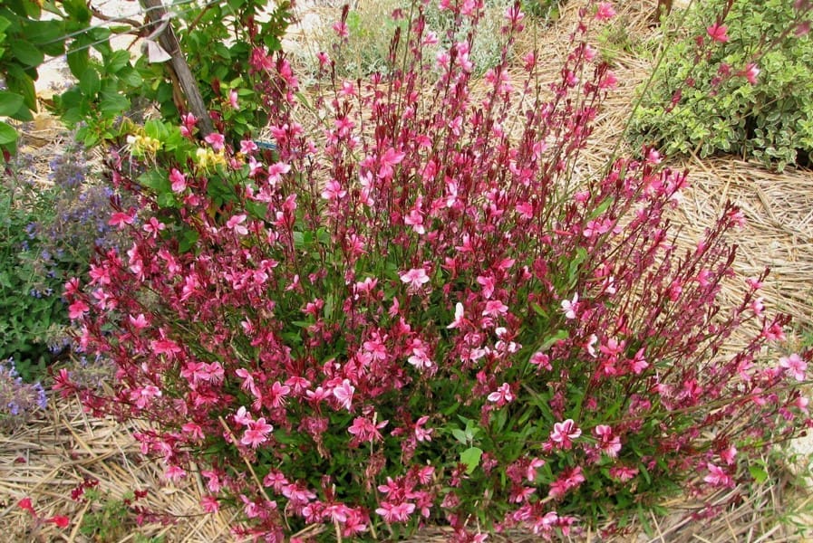 Vente de Gaura lindheimeri à fleurs rouge - Pépinières Quissac