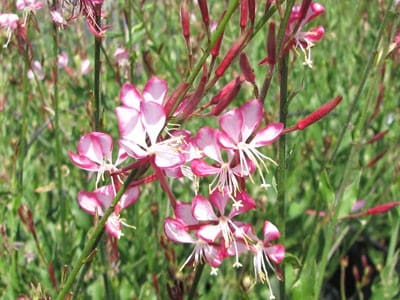 Vente de plantes de Gaura rouge et blanc - Pépinières Quissac