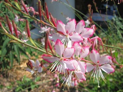 Vente de plantes de Gaura rouge et blanc - Pépinières Quissac