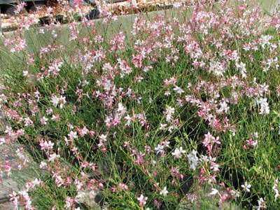 Vente de plantes de Gaura rouge et blanc - Pépinières Quissac
