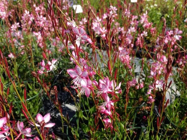 Vente de plantes de Gaura rouge et blanc - Pépinières Quissac