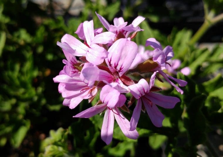 Geranium « citronelle »