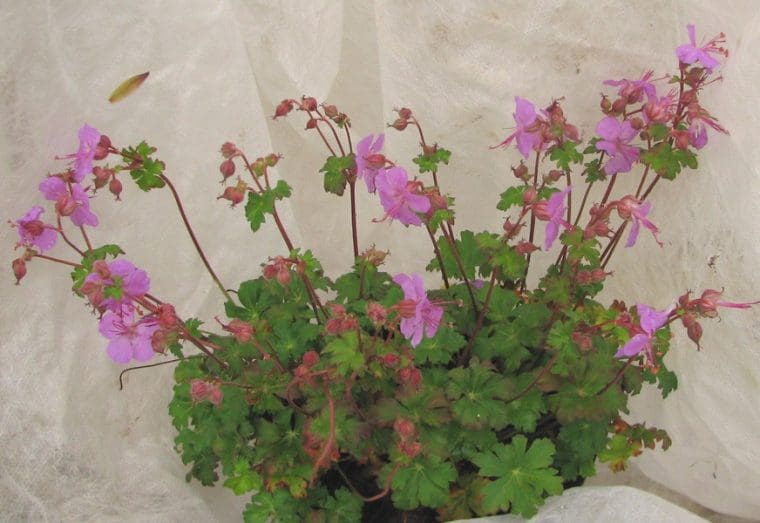 Geranium macrorrhizum