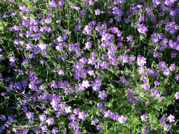 Geranium « Rambling Robin »