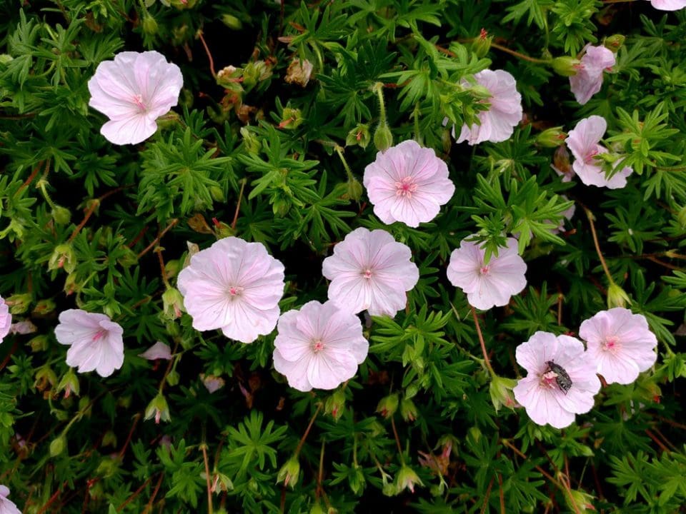 geranium-sanguin-rose-geranium-sanguineum-apple-blossom-p-pini-res-quissac