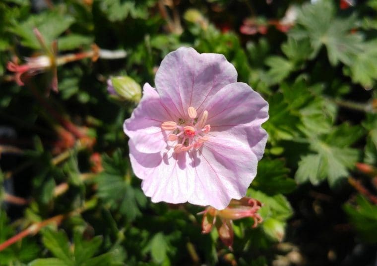 Geranium sanguin rose, Geranium sanguineum « Apple Blossom »
