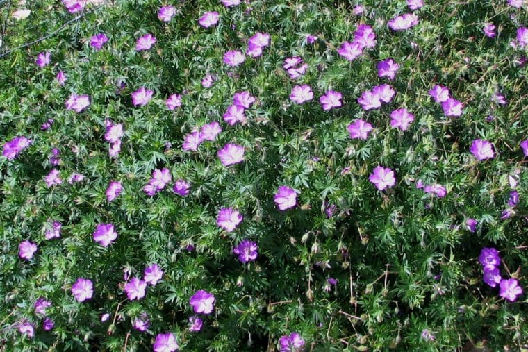 Geranium sanguineum