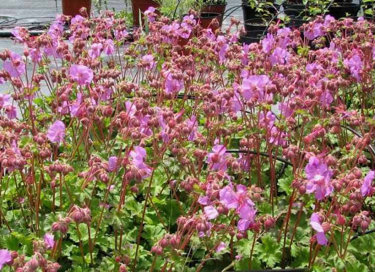 Geranium x cantabrigiense « Karmina »