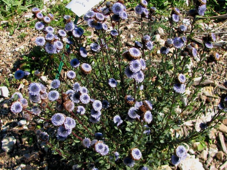 Globularia alypum