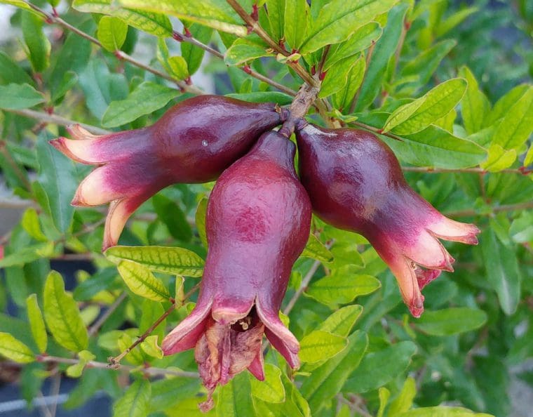 Grenadier à fleur, Decorative pomegranates