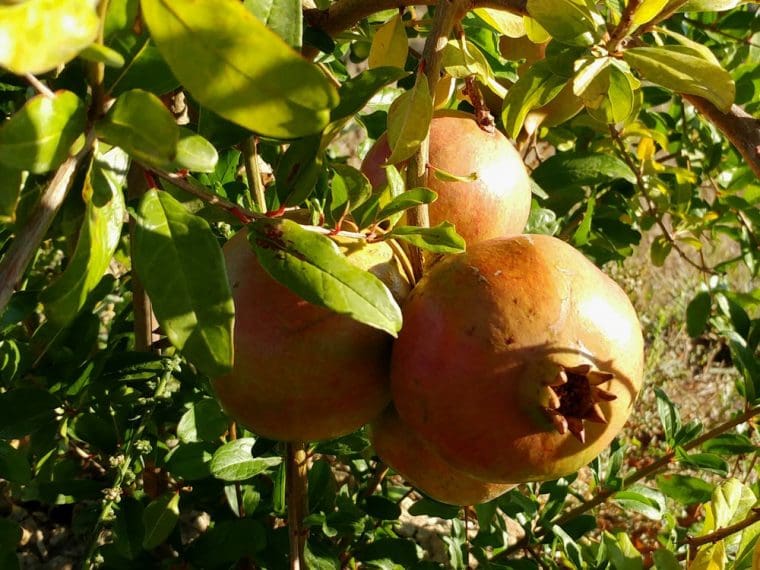Grenadier à fruits « Agat », Punica granatum « Agat », Pomegranate