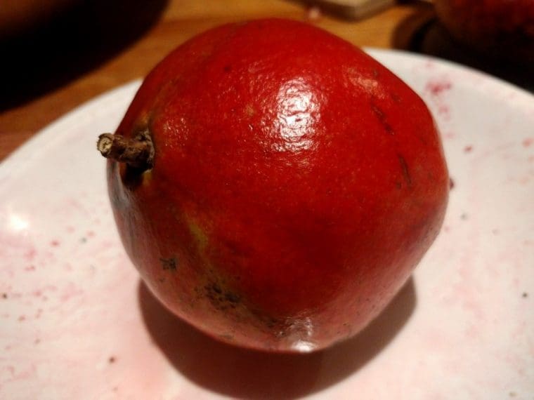 Grenadier à fruits « Al Sirin nar », Pomegranate  « Al Sirin Nar »