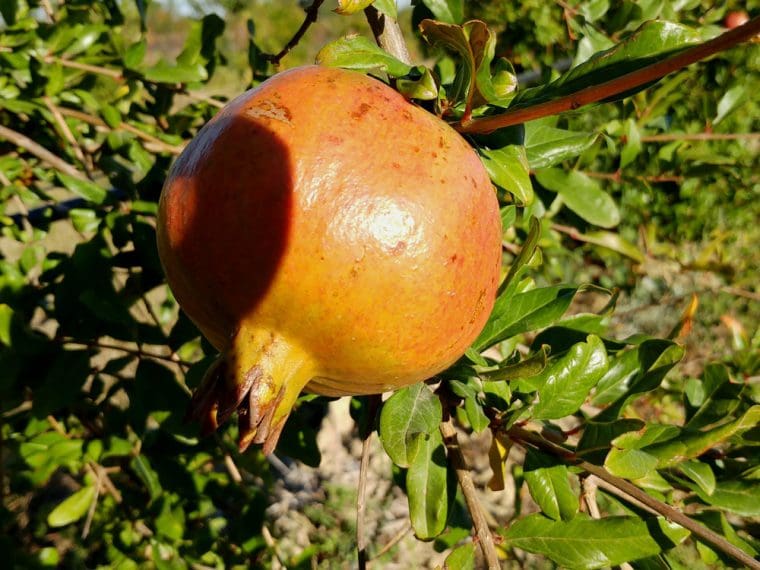 Grenadier à fruits « Azadi », Punica granatum, pomegranate