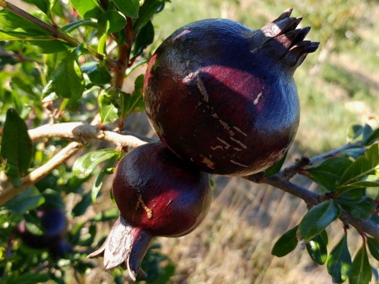 Grenadier à fruits « Chernaya Roza », Punica granatum « Black Rose », Pomegranate