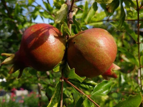 Grenadier à fruits précoce "UtahSweet"