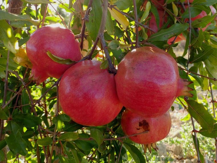 Grenadier à fruits « Fleischman », Punica granatum « Fleshman »