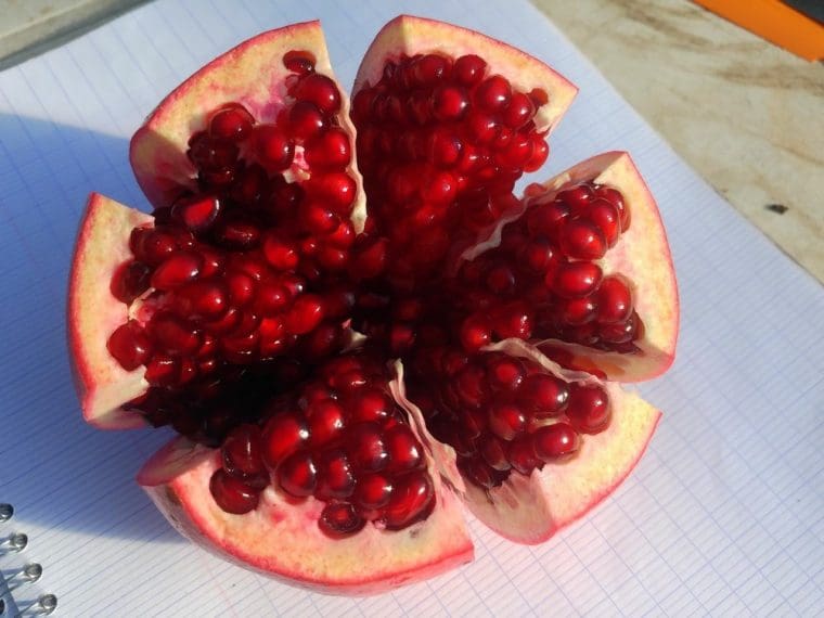 Grenadier à fruits « Gissarski rozovyi », Punica granatum « Gissarskii Rozovyi », Pomegranate