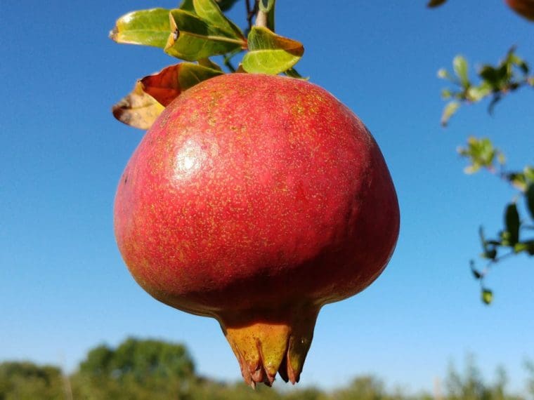 Grenadier à fruits « Hermione », Punica granatum « Hermione »