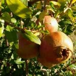 Conseils sur les grenadiers