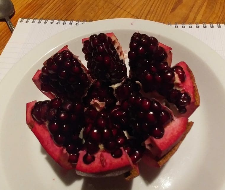 Grenadier à fruits « Ink », Punica granatum, Pomegranate