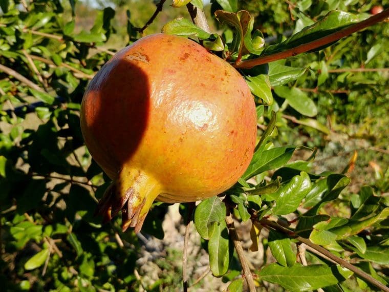 Grenadier à fruits « Kabylie, Punica granatum « Kabylie »