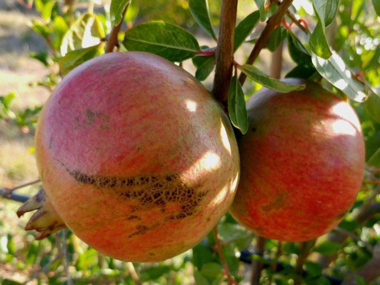 Grenadier à fruits « Liffani Sweet », Punica granatum « Liffani Sweet »