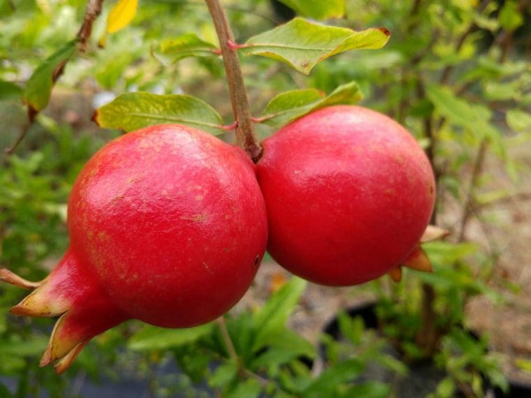 Grenadier à fruits « Mollar rouge », Punica granatum, Pomegranate