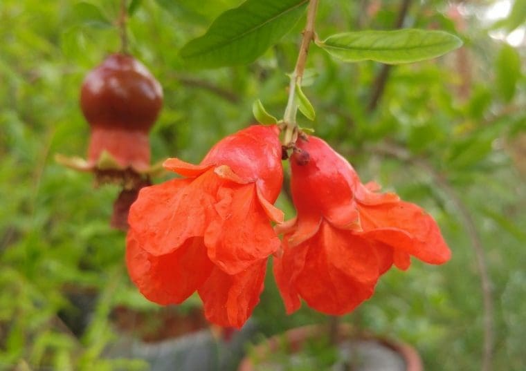 Grenadier à fruits « Nikitski ranni », Punica granatum « Nikitski ranni »