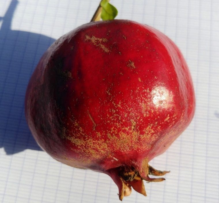 Grenadier à fruits « Purple Heart », Punica granatum, pomegranate