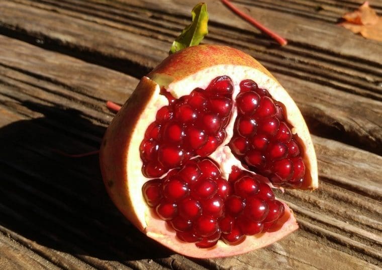 Grenadier à fruits « Russian 26 », Punica granatum , Pomegranate