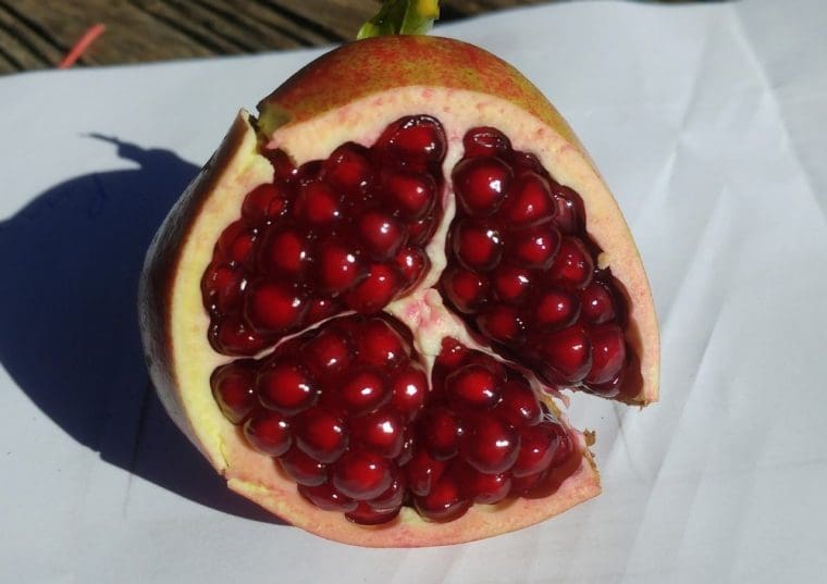Grenadier à fruits « Salavatski », Punica granatum « Salavatski »