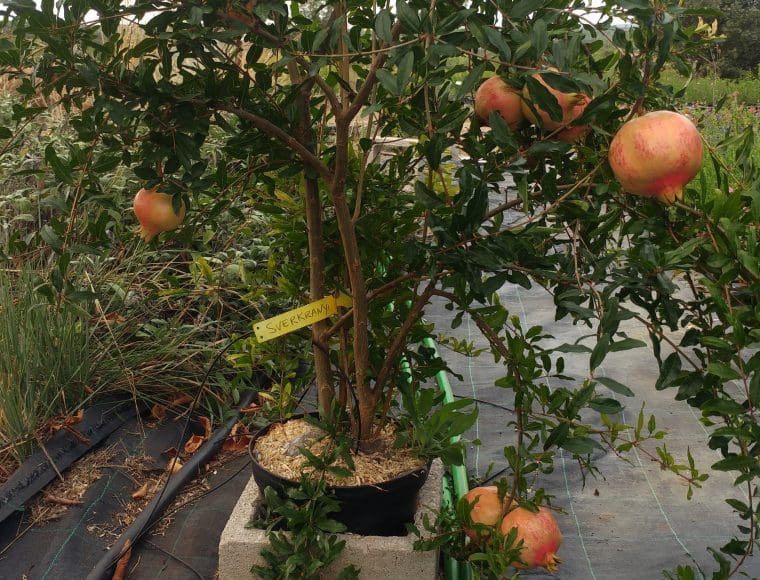 Grenadier à fruits « Sverkrannyi, Punica granatum, Pomegranate