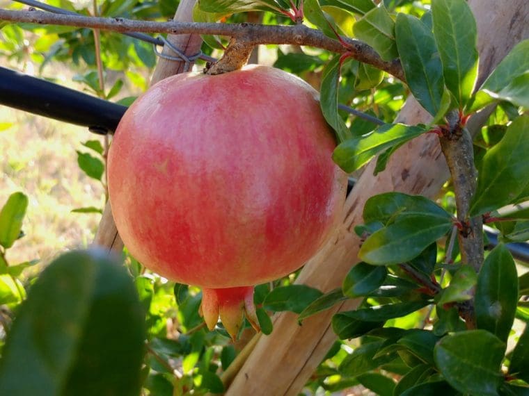Grenadier à fruits « Valenciana », Punica granatum « Valenciana »