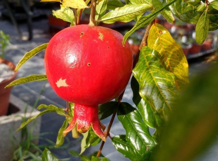 Grenadier à fruits « Vishnevyi, Punica granatum, Pomegranate
