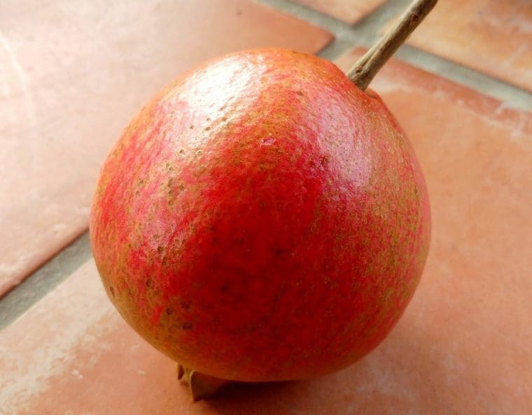 Grenadier à fruits « Wonderfull », Punica granatum , Pomegranate