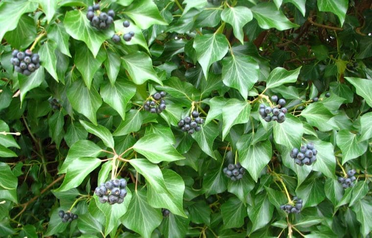 Hedera algariensis « Vert d’Irlande », Lierre à grandes feuilles vertes