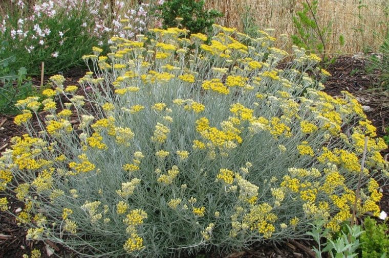 Helichrysum thianschanicum « Lanata »