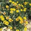 hertia cheirifolia couvresol à feuilles bleues et fleurs jaunes