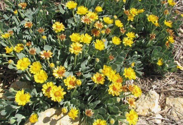 hertia cheirifolia couvresol à feuilles bleues et fleurs jaunes