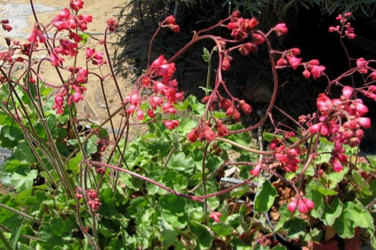 Heuchera sanguinea splendens
