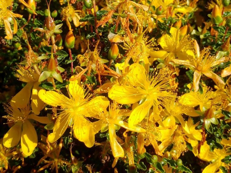 Hypericum balearicum, Millepertuis des Baleares