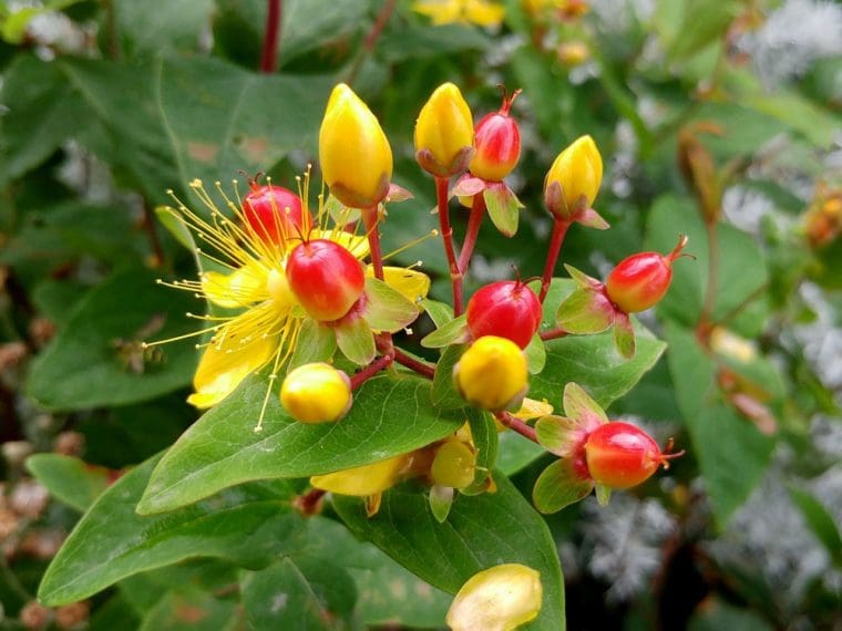 Hypericum inodorum, Millepertuis à baies, inodore