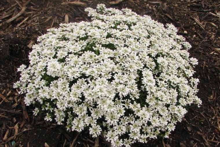 Iberis sempervirens « Snowflake »