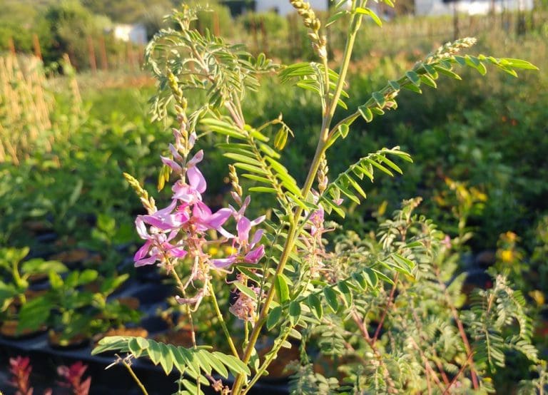 Indigofera gerardiana - Pépinières Quissac