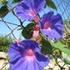 Ipomee vivace en fleurs sur grillage