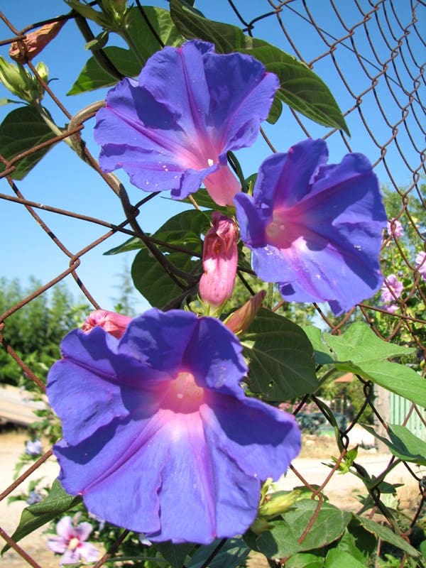Ipomee vivace en fleurs sur grillage