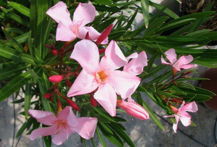 Laurier rose « Villa Romaine », Nerium « Villa Romaine »