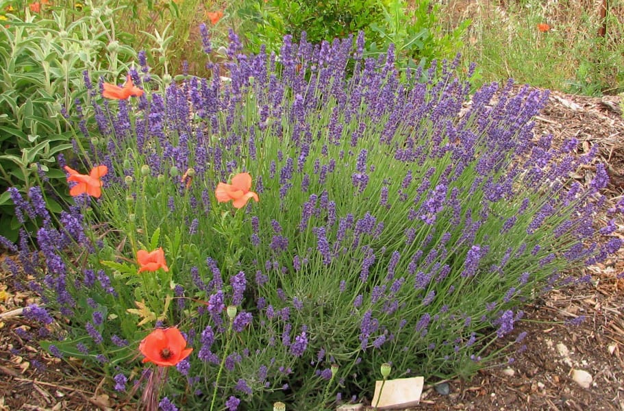 Lavande à fleurs foncées « Hidcote Blue », Lavandula angustifolia « Hidcote Blue »